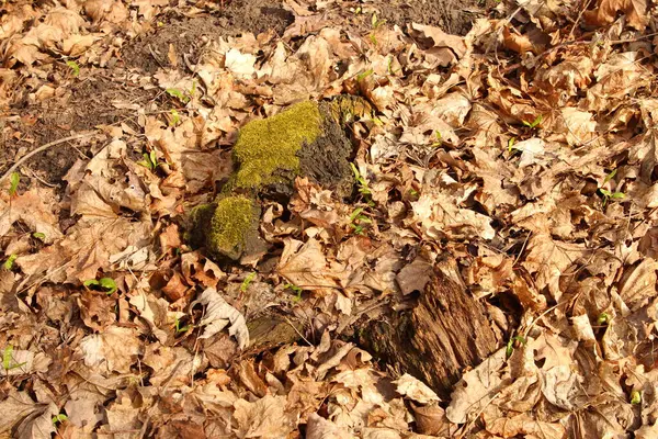 Ormanda yeşil yosun