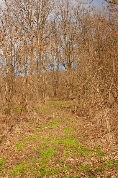 Yeşil bir ormanda bir patika