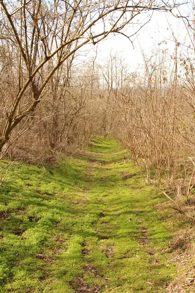 Ormanda küçük bir yol