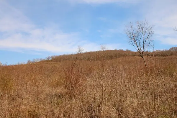 Güzel bir manzara Ağacı ve mavi gökyüzü