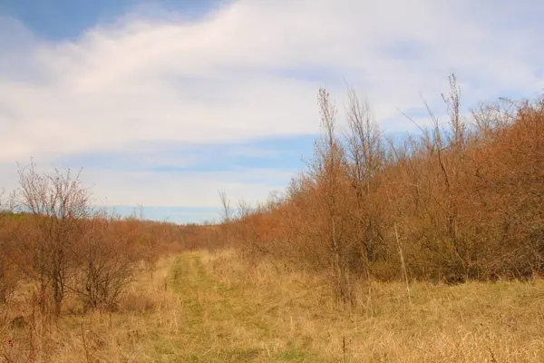 Ağaçlar ve yapraklarla dolu sonbahar ormanı