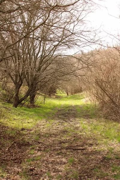 Parkta güzel bahar çiçekleri