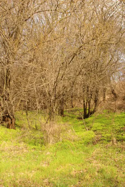 Ormandaki yeşil çimenler
