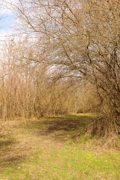 Ağaçlı ve ağaçlı güzel bir manzara.