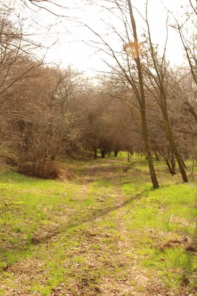 Sabah bir ormanın güzel manzarası