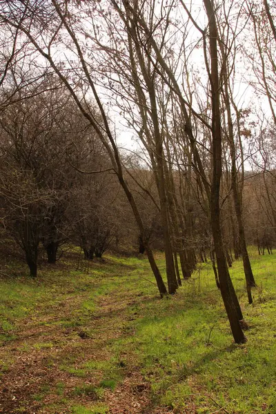Ormanda yeşil ağaçlar