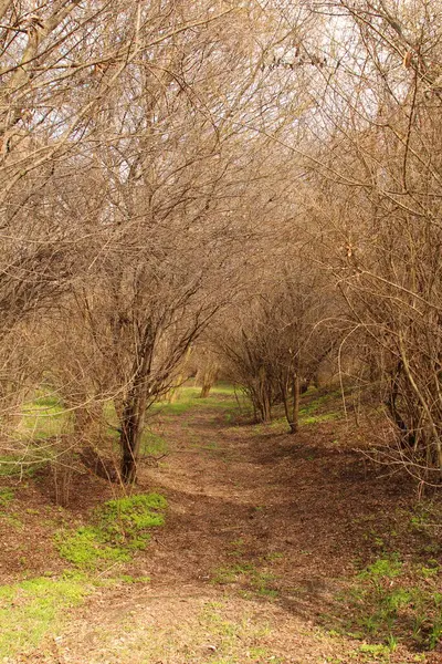 Güzel bir orman manzarası.
