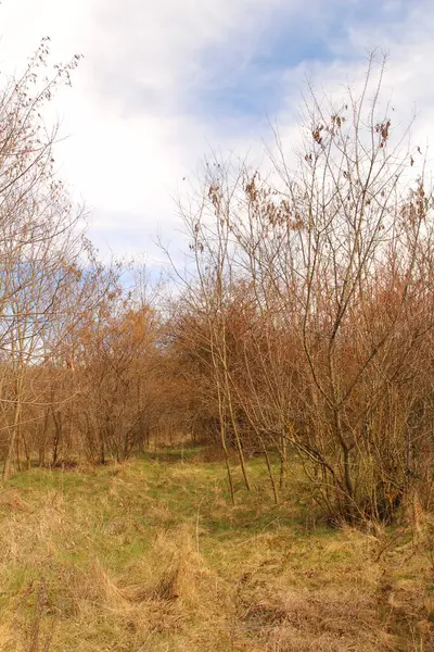 Parkta sonbahar manzarası