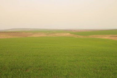 İsrail 'de buğday tarlası ve mavi gökyüzü