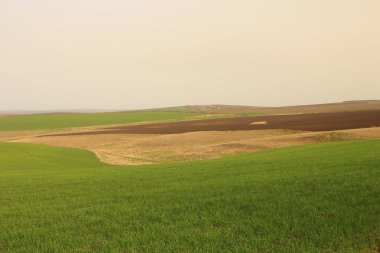 Tarlada yeşil buğday