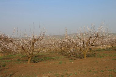 Güzel botanik fotoğrafı, doğal duvar kağıdı.