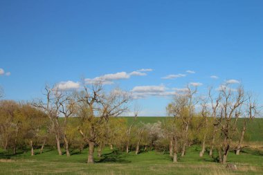 Bahar alan yeşil ağaçlı