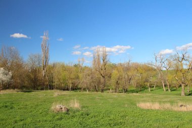 Parkta bir ağaçla bahar manzarası
