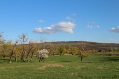 Doğanın güzel manzarası