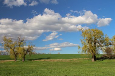 Güzel bir sonbahar manzarası Ağacı ve mavi gökyüzü