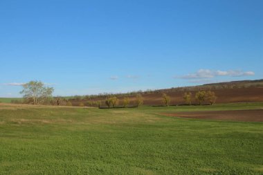 Yeşil çimenli bahar tarlası. güzel doğa arkaplanı.