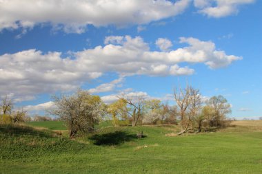 Ağacı ve bulutlu gökyüzü olan güzel bir manzara.