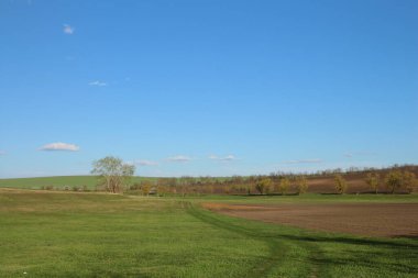 Yeşil Çimen ve Mavi Gökyüzü