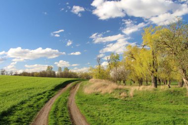 Kırsal yol tarlada, bahar mevsimi
