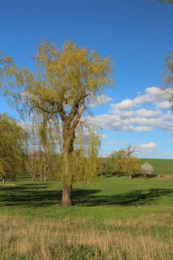 Ağaçları ve mavi gökyüzü olan güzel bir manzara.