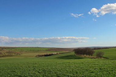 Yeşil tarlalı ve ağaçlı manzara