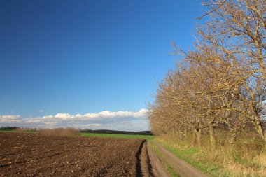 Ağaçlı bir tarla, mavi gökyüzü, güzel bir sonbahar günü.