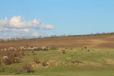Bir tarla ve bir ağaç manzarası