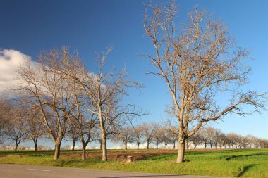Güzel sonbahar manzarası Ağaçlar ve mavi gökyüzü