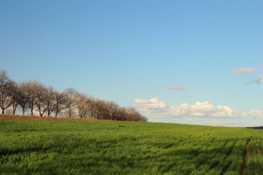 yeşil tarla ve mavi gökyüzü