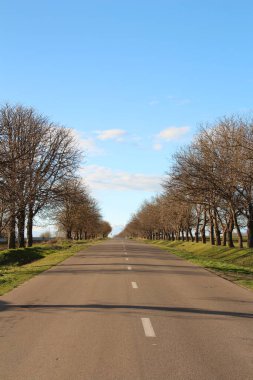 Ağaçlar ve mavi gökyüzü ile yol