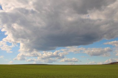 Yeşil buğday tarlası. Mavi gökyüzü ve bulutlu tarımsal alan