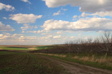 Tarlaları ve ağaçları olan kırsal alan