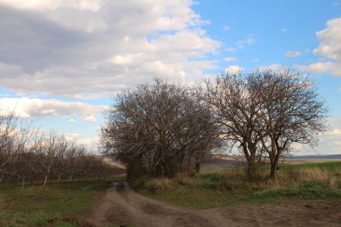 Kırsal alan, sonbaharda ağaçlar