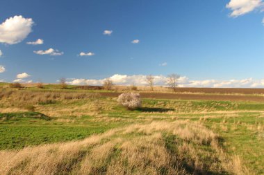 Tarlanın güzel manzarası