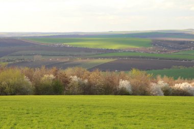 Tarladaki yeşil çimenler. bahar manzarası