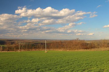 Ağaç tarlası ve güzel gökyüzü olan bir manzara.