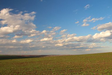 Yeşil buğday tarlası.