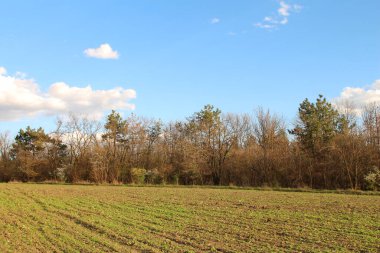 alan genç buğday ile