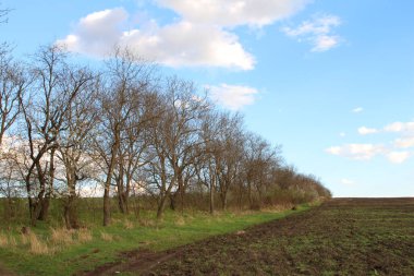 Güneşli bir bahar gününde yeşil tarlası olan ağaçlar.