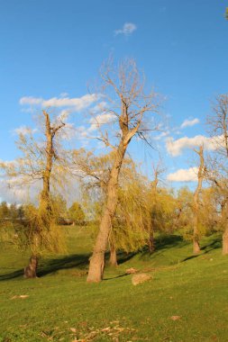 Parktaki ağaçlar
