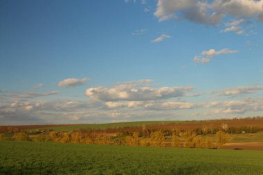 Buğday tarlası ve bulutlu gökyüzü olan güzel bir manzara.