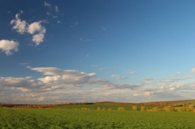 Buğday tarlası ve mavi gökyüzü olan güzel bir manzara.