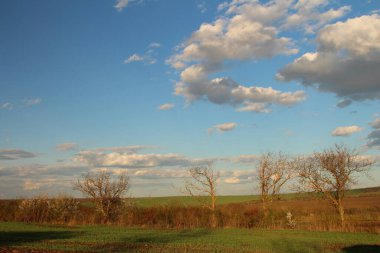 Ağaçlarla kaplı güzel bir manzara.