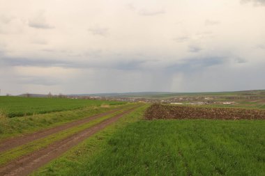 Yeşil çimenler ve bulutlu gökyüzü