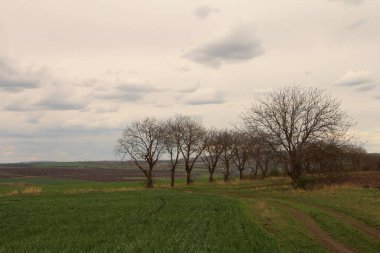 Yazın yeşil tarlaların ve ağaçların manzarası