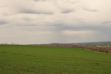 Güzel yeşil tarla ve mavi gökyüzü