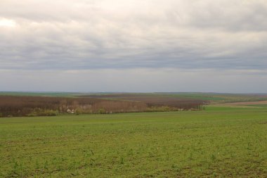 yeşil çimenler tarlada