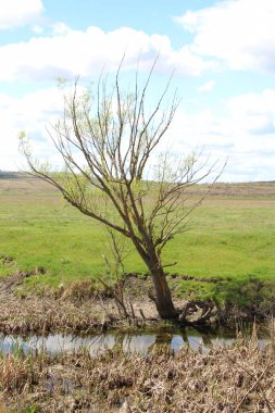 İlkbahar manzarası Ağaçlar ve mavi gökyüzü