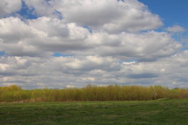 Beyaz bahar çiçeklerinin yeşil tarlası. Kırsal alandaki manzara. bahar.