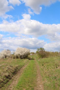 ilkbahar manzarası Ağaçlar, yeşil çimenler ve mavi gökyüzü.